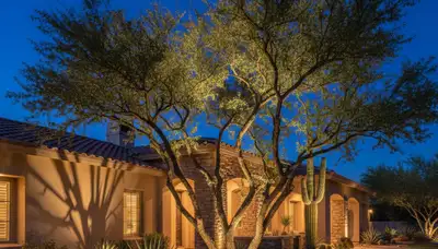 Dramatic tree uplighting at night by Chop Chop Landscaping in Scottsdale, AZ highlighting desert trees
