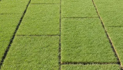 Close-up of seamless sod seams showing expert lawn installation quality in Scottsdale, AZ